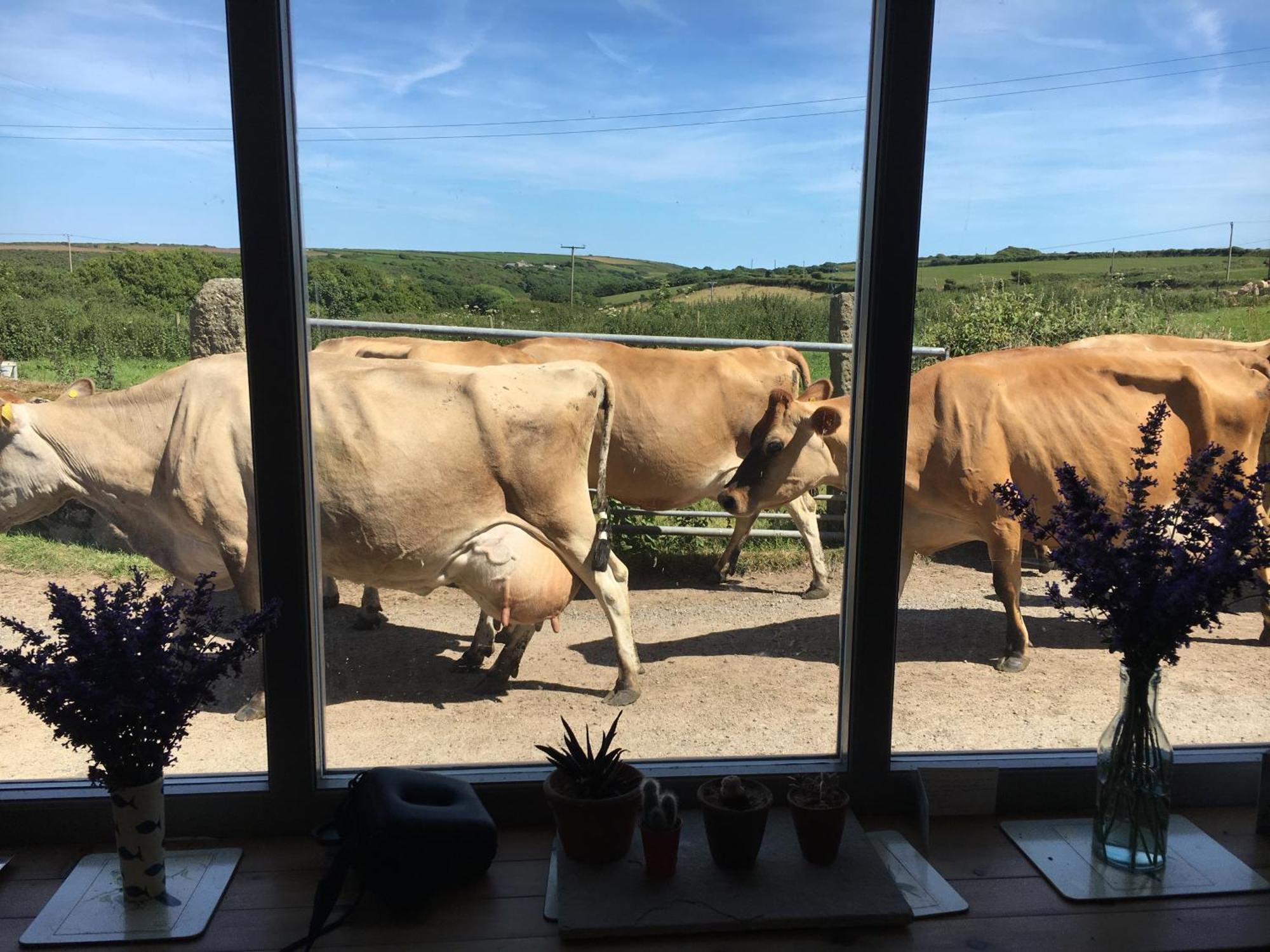 Trengothal Barn Apartment Porthcurno ภายนอก รูปภาพ